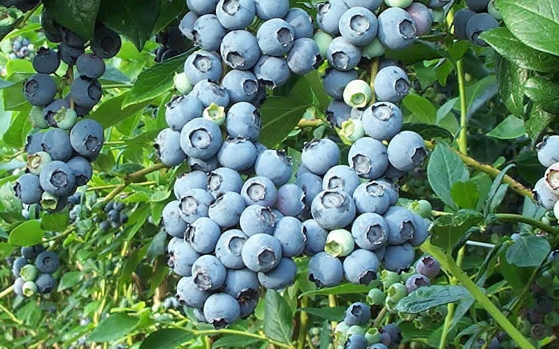  Tifblue Rabbiteye Blueberry - 6 Pack Of 1 Gallon Pots