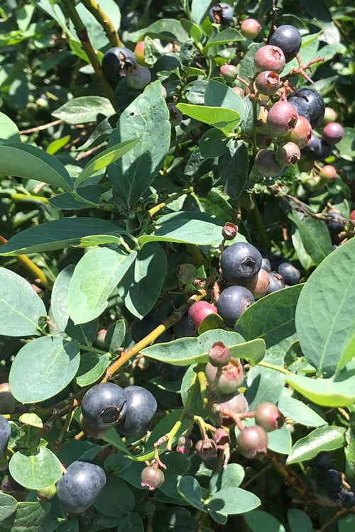  Titan Blueberry - 6 Pack Of 1 Gallon Pots