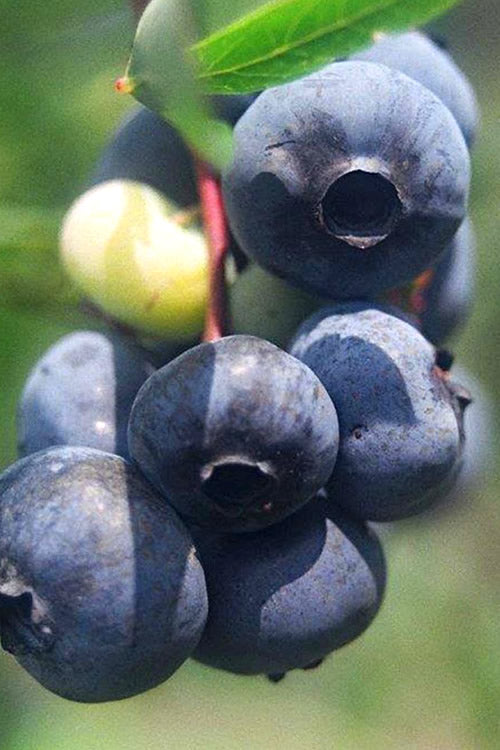  Titan Blueberry - 1 Gallon Pot