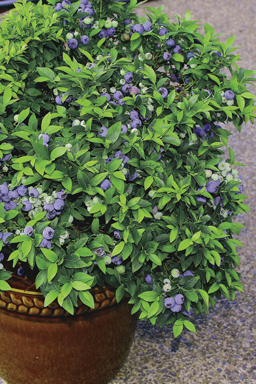  Top Hat Dwarf Blueberry - 1 Gallon Pot