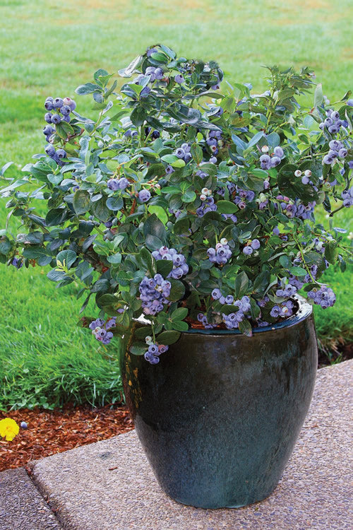  Top Hat Dwarf Blueberry - 1 Gallon Pot