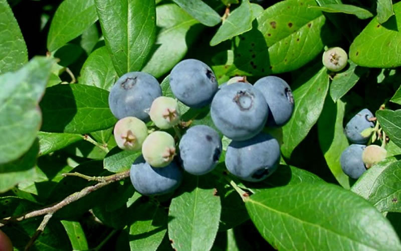  Vernon Rabbiteye Blueberry - 3 Gallon Pot