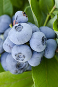  Woodard Rabbiteye Blueberry- 1 Gallon Pot