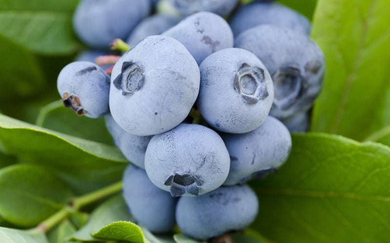  Woodard Rabbiteye Blueberry- 1 Gallon Pot