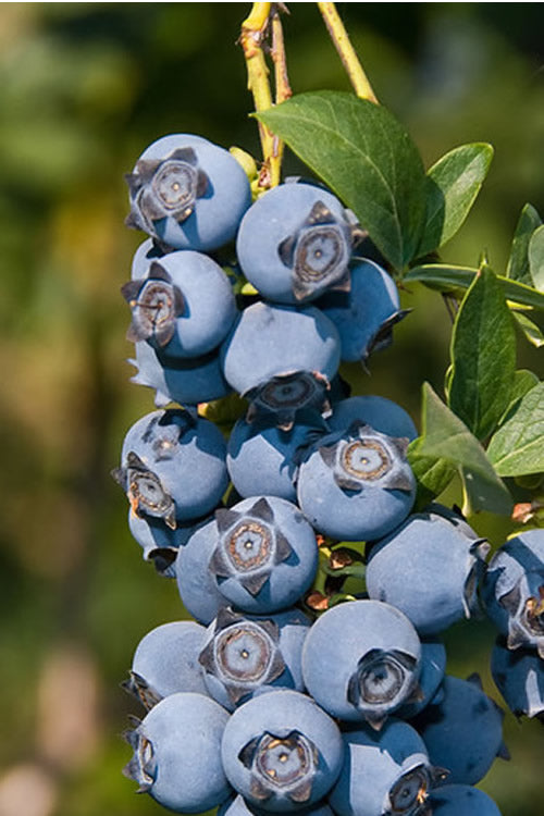  Star Southern Highbush Blueberry - 1 Gallon Pot