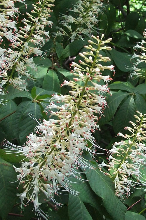  White Bottlebrush Buckeye (Aesculus Parviflora) - 1 Gallon Pot