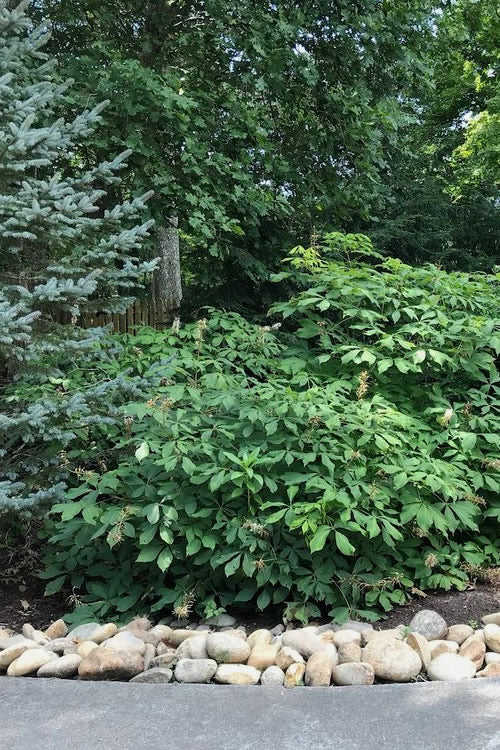  Roger's White Bottlebrush Buckeye (Aesculus Parviflora) - 7 Gallon Pot