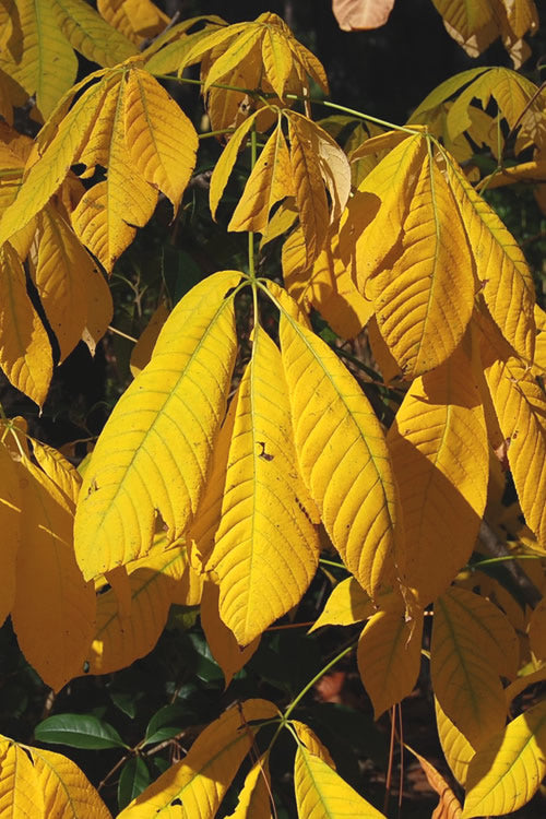  Roger's White Bottlebrush Buckeye (Aesculus Parviflora) - 7 Gallon Pot