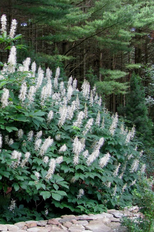  White Bottlebrush Buckeye - Aesculus Parviflora - 7 Gallon Pot
