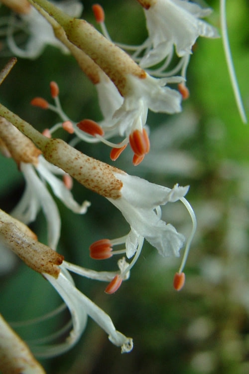  White Bottlebrush Buckeye - Aesculus Parviflora - 5 Gallon Pot