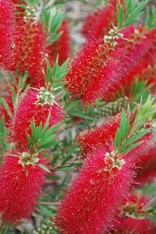  Red Cluster Bottlebrush Tree - 7 Gallon Pot 
