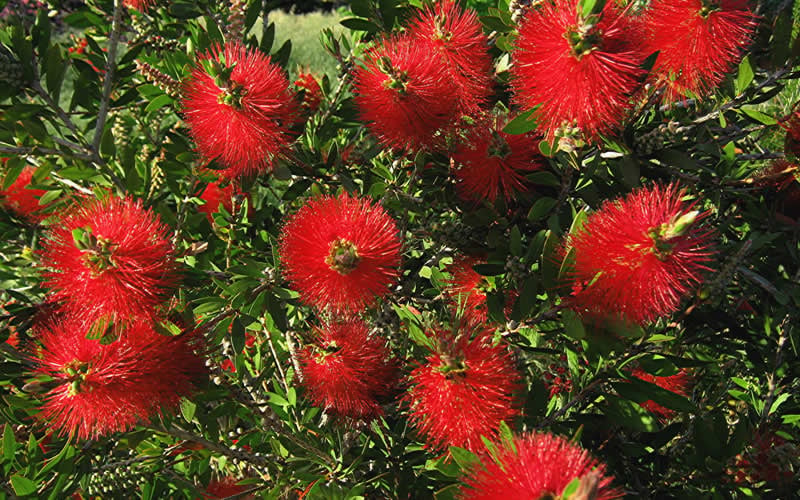  Scarlet Compacta Bottlebrush - Callistemon - 3 Gallon Pot
