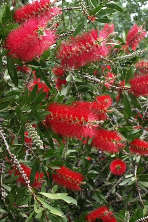  Scarlet Compacta Bottlebrush - Callistemon - 3 Gallon Pot