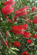  Scarlet Compacta Bottlebrush - Callistemon - 3 Gallon Pot