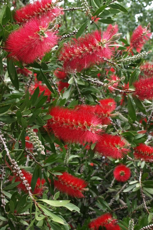  Scarlet Compacta Bottlebrush - Callistemon - 3 Gallon Pot