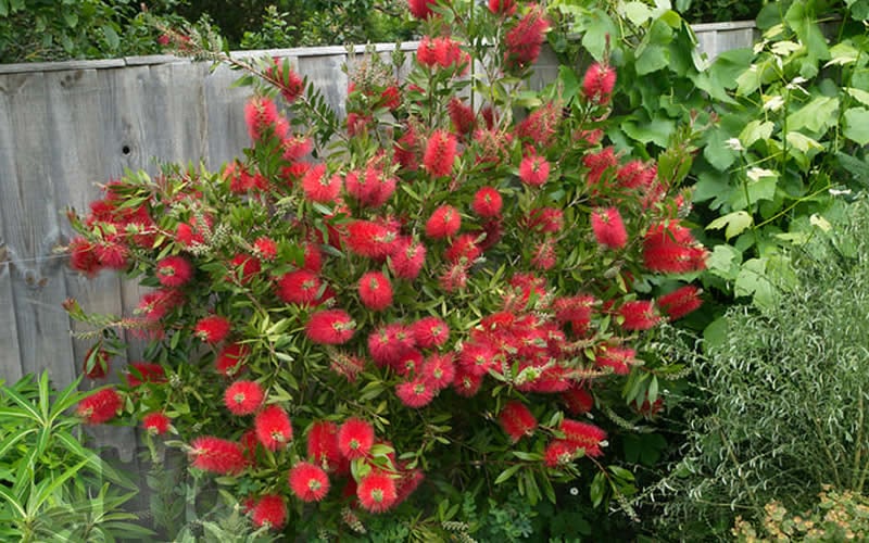  Scarlet Compacta Bottlebrush - Callistemon - 3 Gallon Pot