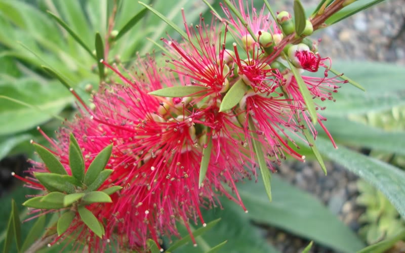  Woodlanders Cold Hardy Red Bottlebrush - Callistemon - 3 Gallon Pot