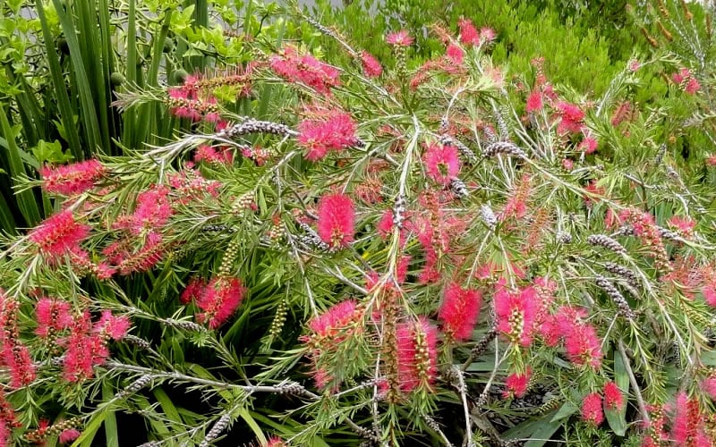  Semmes Cold Hardy Red Bottlebrush - Callistemon - 3 Gallon Pot