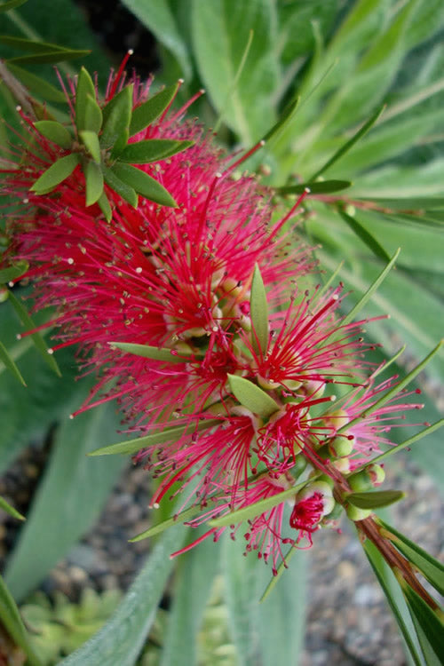  Woodlanders Cold Hardy Red Bottlebrush - Callistemon - 1 Gallon Pot
