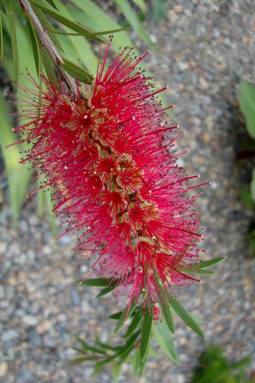  Woodlanders Cold Hardy Red Bottlebrush - Callistemon - 3 Gallon Pot