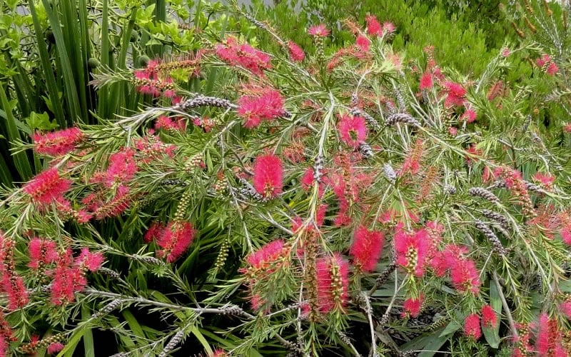  Woodlanders Cold Hardy Red Bottlebrush - Callistemon - 3 Gallon Pot