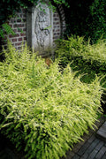  Baggesens Gold Box Leaf Honeysuckle - Quart Pot
