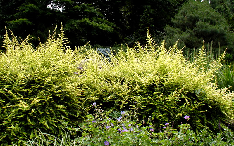  Baggesens Gold Box Leaf Honeysuckle - Quart Pot