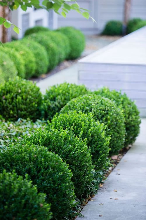  Baby Gem Boxwood - 1 Gallon Pot