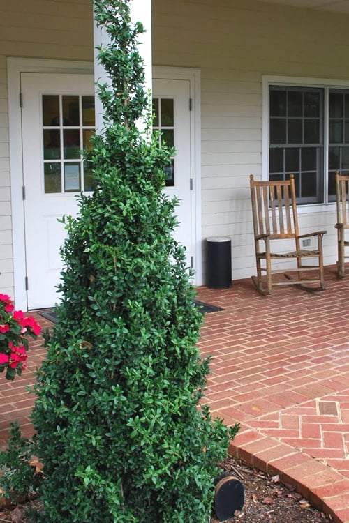  Dee Runk Columnar Boxwood - 3 Gallon Pot