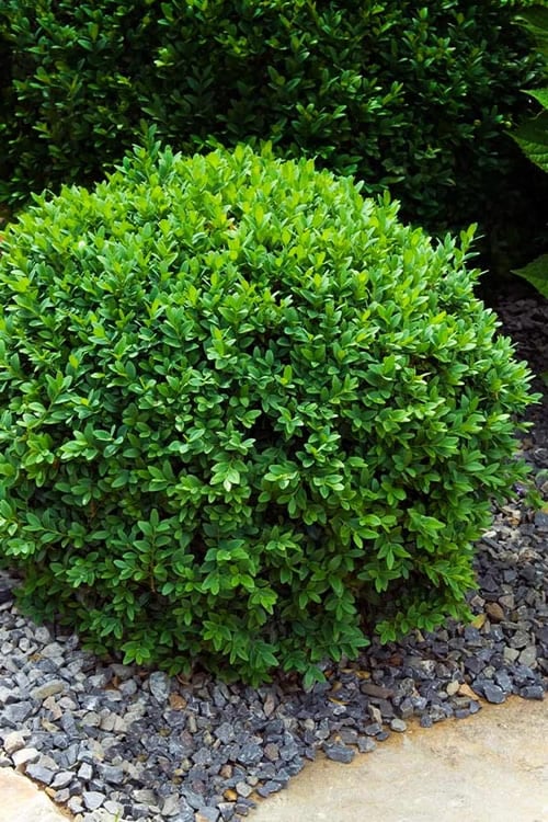  Dwarf English Boxwood - 1 Gallon Pot