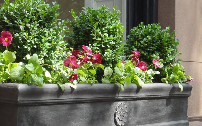  Dwarf English Boxwood - 6 Pack Of 1 Gallon Pots