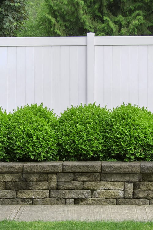  Dwarf English Boxwood - 6 Pack Of 1 Gallon Pots