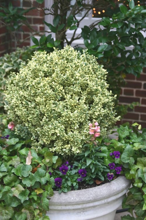  Dwarf Variegated Boxwood - 1 Gallon Pot