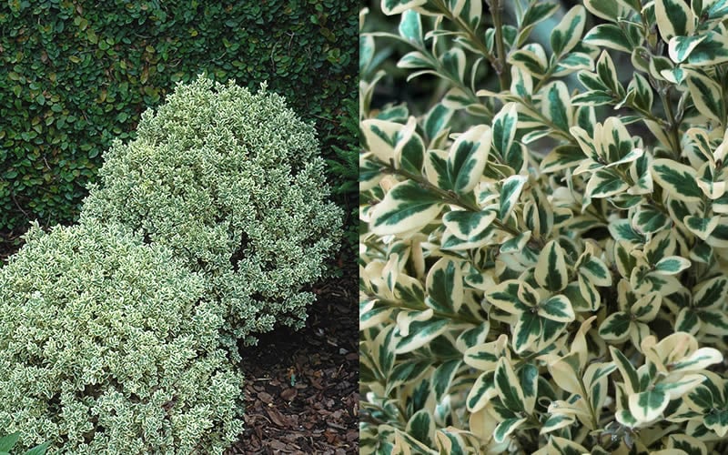  Dwarf Variegated Boxwood - 1 Gallon Pot
