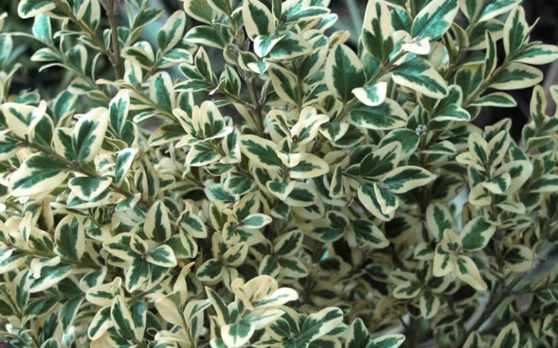  Dwarf Variegated Boxwood - 5 Gallon Pot
