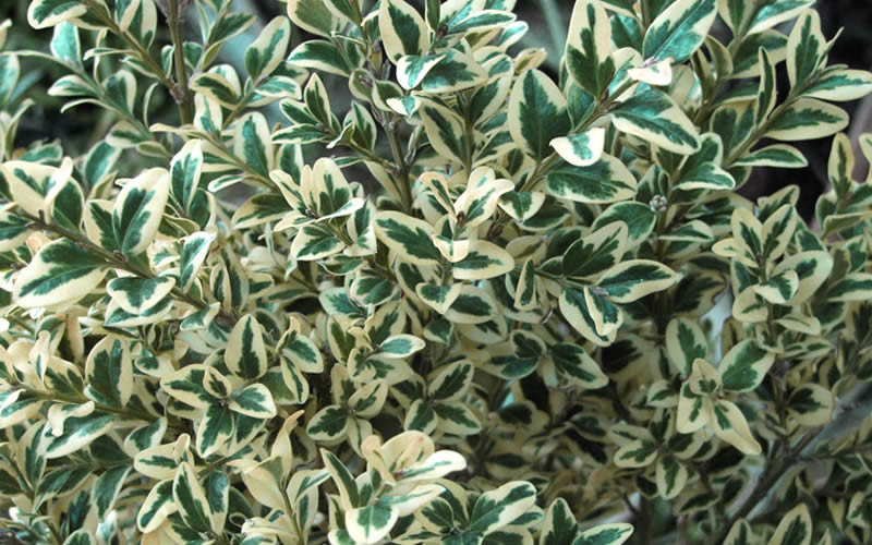  Dwarf Variegated Boxwood - 2 Gallon Pot