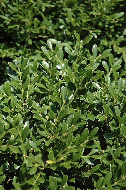  Franklins Gem Dwarf Boxwood - 6 Pack Of 1 Gallon Pots