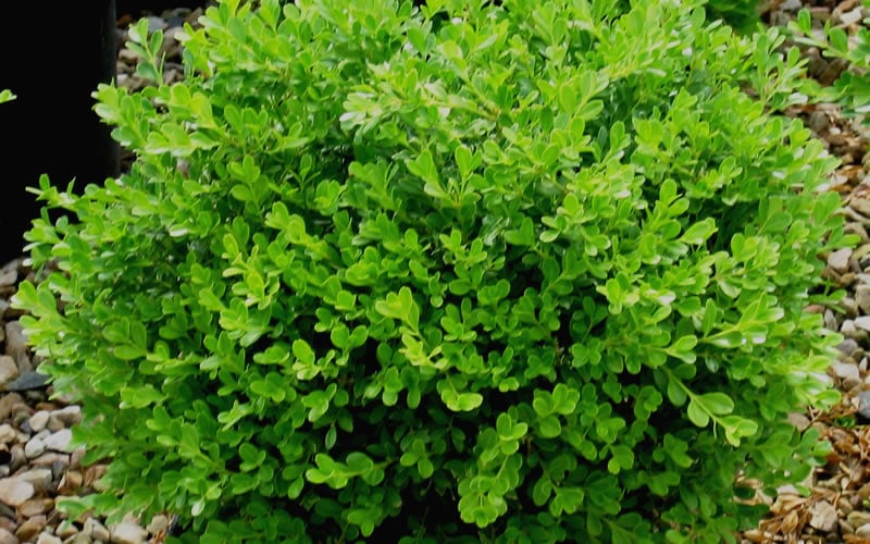  Franklins Gem Dwarf Boxwood - 1 Gallon Pot