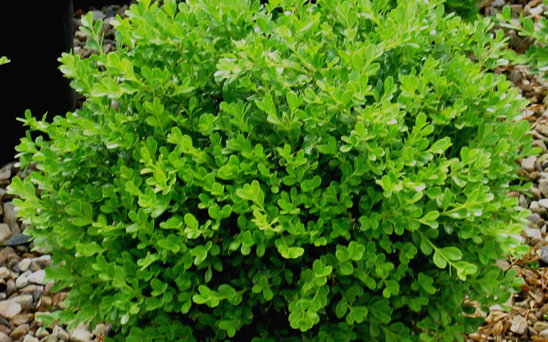  Franklins Gem Dwarf Boxwood - 1 Gallon Pot