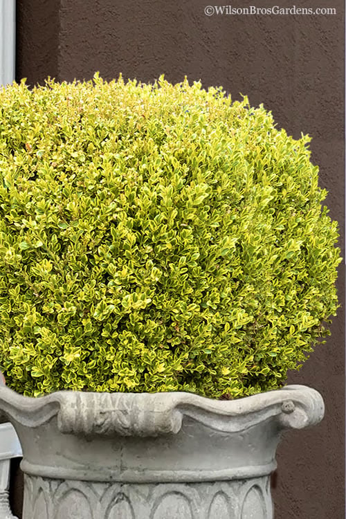  Golden Triumph Variegated Dwarf Boxwood - 6 Pack Of 1 Gallon Pots