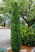  Graham Blandy Columnar Boxwood - 2 Gallon Pot
