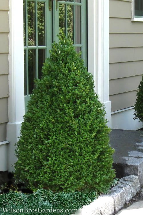  Green Mountain Boxwood - 2.5 Quart Pot