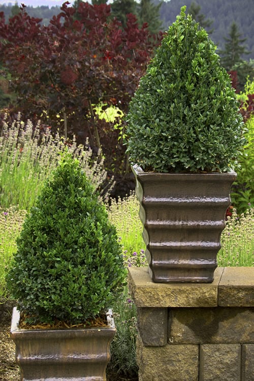  Green Mountain Boxwood - 5 Gallon Pot 