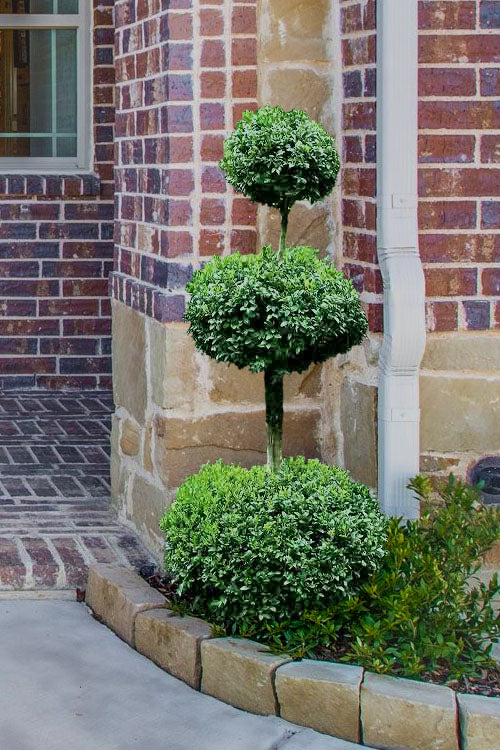  Common Boxwood 3-Ball Poodle Tier Topiary (Buxus Sempervirens) - 5 Gallon Pot