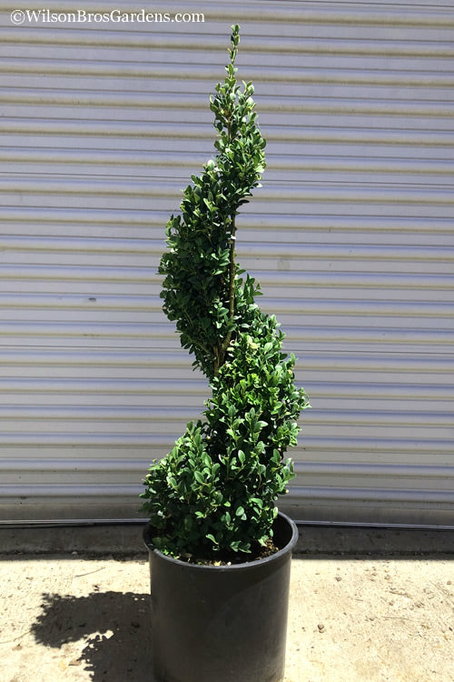  Green Mountain Boxwood Spiral Topiary - 2.5 Gallon Pot