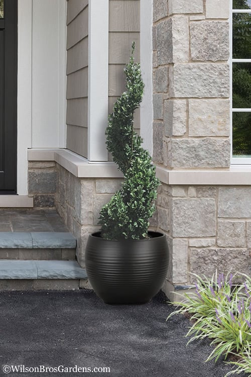 Green Mountain Boxwood Spiral Topiary - 5 Gallon Pot