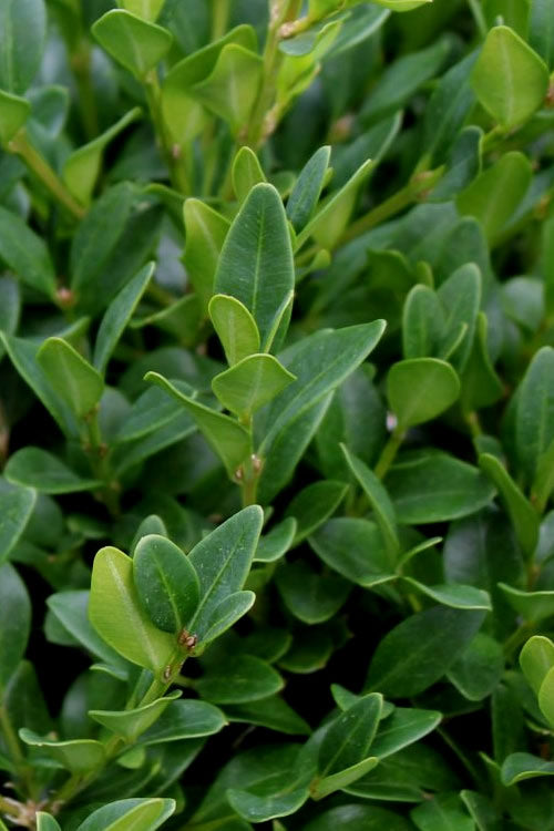  Green Velvet Boxwood - 1 Gallon Pot