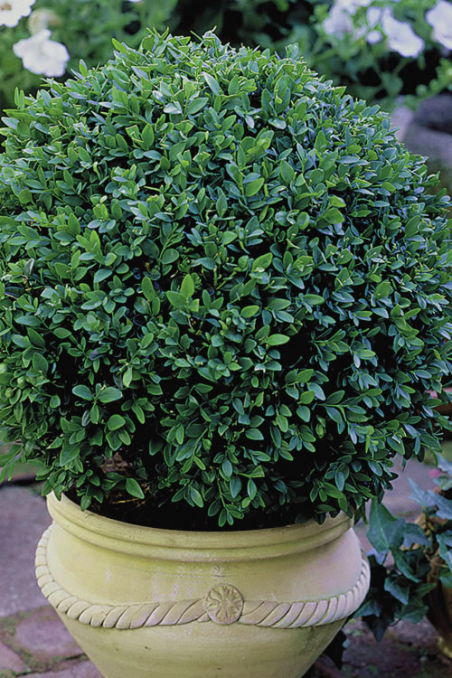  Green Velvet Boxwood - 1 Gallon Pot
