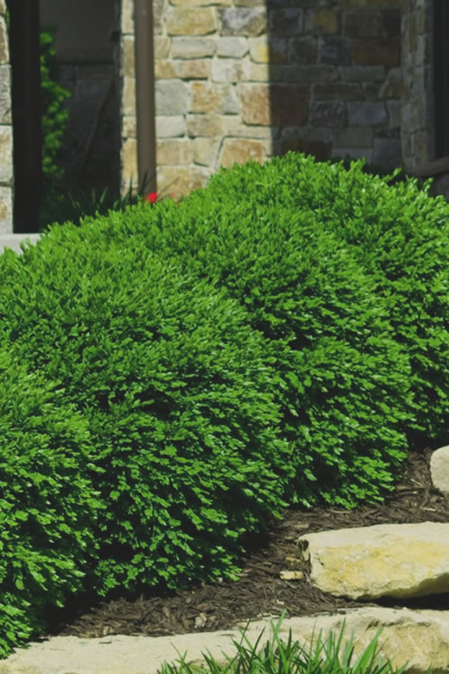  Green Velvet Boxwood - 3 Gallon Pot