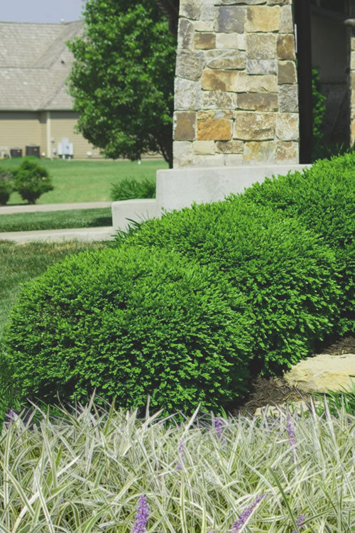  Green Velvet Boxwood - 1 Gallon Pot